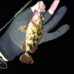 ベイトフィネスでボトムワインド、2時間で小型ガシラ20匹ほど