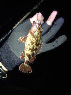 ベイトフィネスでボトムワインド、2時間で小型ガシラ20匹ほど