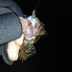 ベイトフィネスでボトムワインド、2時間で小型ガシラ20匹ほど