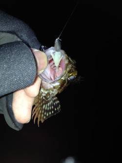 ベイトフィネスでボトムワインド、2時間で小…