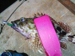 須磨での短時間アジング　ボトムでガシラ