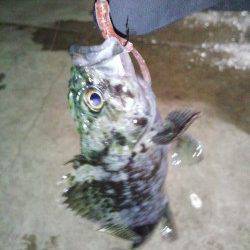 須磨での短時間アジング　ボトムでガシラ