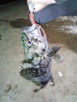 須磨での短時間アジング　ボトムでガシラ