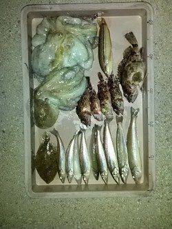 神鋼ケーソン　投げ釣りでキスの小気味いい引き