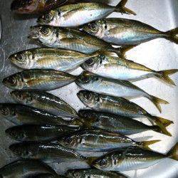 港湾部でのアジング、宙層ただ巻きからのアクション・フォールでGET！