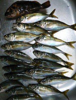 港湾部でのアジング、宙層ただ巻きからのアクション・フォールでGET！