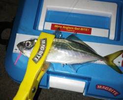 港湾部でのアジング、宙層ただ巻きからのアク…