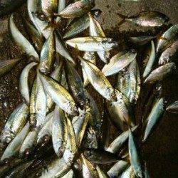 助松埠頭、アジングでアジ100匹！！