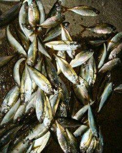 助松埠頭、アジングでアジ100匹！！