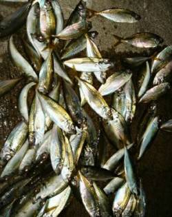 助松埠頭、アジングでアジ100匹！！