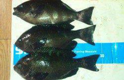 垂水一文　半夜釣りでガシラ＆グレ☆　メバルはアタリなし