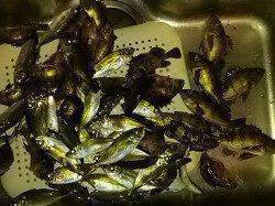 小島で16:00頃からお子さん二人との釣果