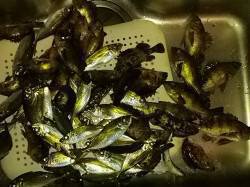 小島で16:00頃からお子さん二人との釣果…