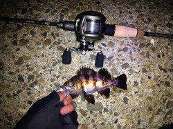 話題のベイトフィネスを楽しもうといざ釣行開始