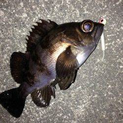 有田近辺メバル調査～根回りタイトに攻めパンパンの良メバル