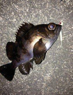 有田近辺メバル調査～根回りタイトに攻めパンパンの良メバル