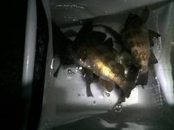 福良湾　メバリング＆ちょい投げでメバル狙い…