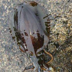 寒いですがまだ釣れています！音海学校裏でアオリイカ