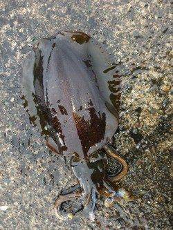 寒いですがまだ釣れています！音海学校裏でアオリイカ