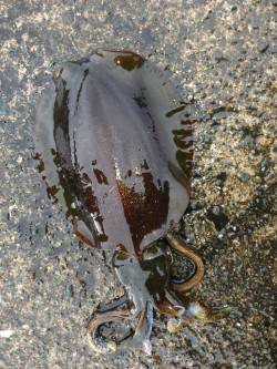 寒いですがまだ釣れています！音海学校裏でア…