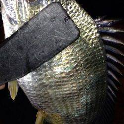 岸和田周辺アジング大当たり！　2時間半で111尾♪