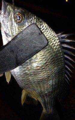 岸和田周辺アジング大当たり！　2時間半で111尾♪