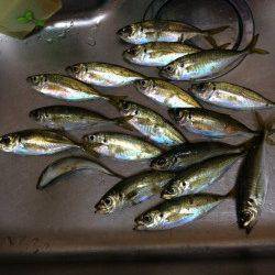 北公園　22時すぎからのアジングはボトムでアタリ