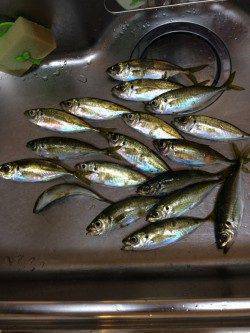 北公園　22時すぎからのアジングはボトムでアタリ