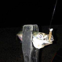 岸和田周辺のアジング調査