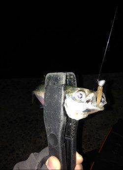 岸和田周辺のアジング調査