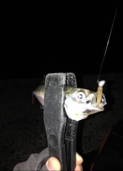 岸和田周辺のアジング調査