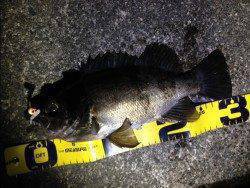 有田川一文字で出ました！尺メバル♪