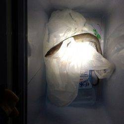 マリーナシティ　ウキ釣りでマアナゴが釣れました