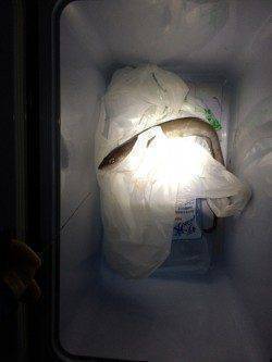 マリーナシティ　ウキ釣りでマアナゴが釣れました