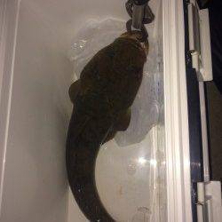 バイブレーションでマゴチ55㎝～(^o^)/*