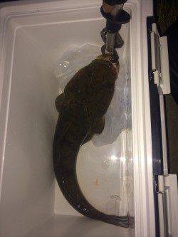 バイブレーションでマゴチ55㎝～(^o^)/*