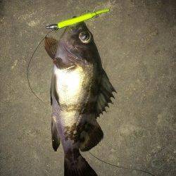 今シーズン初メバリング、楽しめました♪