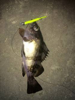 今シーズン初メバリング、楽しめました♪