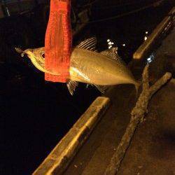 北公園　22時すぎからのアジングはボトムでアタリ