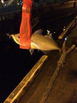 北公園　22時すぎからのアジングはボトムでアタリ