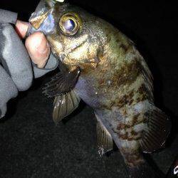 有田近辺メバル調査～根回りタイトに攻めパンパンの良メバル