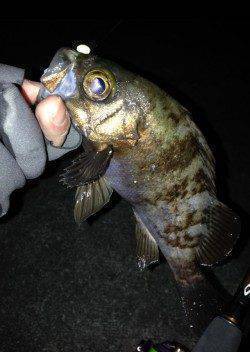 有田近辺メバル調査～根回りタイトに攻めパンパンの良メバル