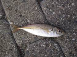 北側石畳でチヌ狙いのフカセ、アジとイワシで…