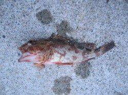 大蔵海岸での投げ釣りでガシラとアイナメ