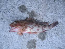 大蔵海岸での投げ釣りでガシラとアイナメ