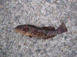 大蔵海岸での投げ釣りでガシラとアイナメ