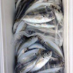 岸和田周辺アジング大当たり！　2時間半で111尾♪