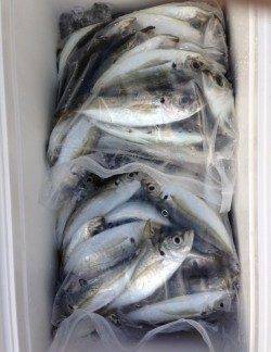 岸和田周辺アジング大当たり！　2時間半で111尾♪