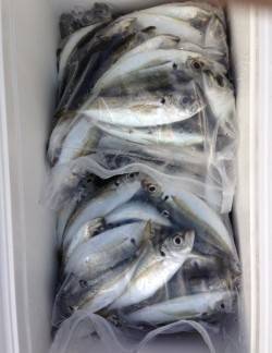 岸和田周辺アジング大当たり！　2時間半で1…