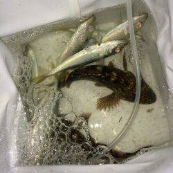 南港アジングでアジ・メバル・ガシラ、ほか大型チヌのバラシも!